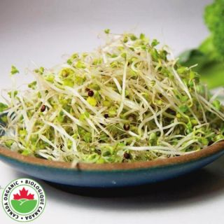 Broccoli Organic Sprouts Thumbnail